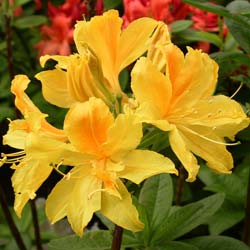 Azalea Mollis 'Gold Topaz'